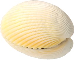 Eduplay magische schelp speelgoed - kleurrijke zee schat