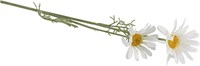 Kunstbloem madeliefje zijden bloem wit 56 cm decoratie bloemstuk-3