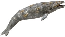 COLLECTA Grijze Walvis - (XL)