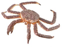 COLLECTA Koning Krab - (XL)