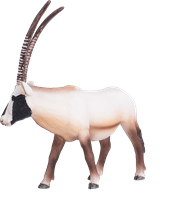 Mojo Wildlife speelgoed Oryx - 387242