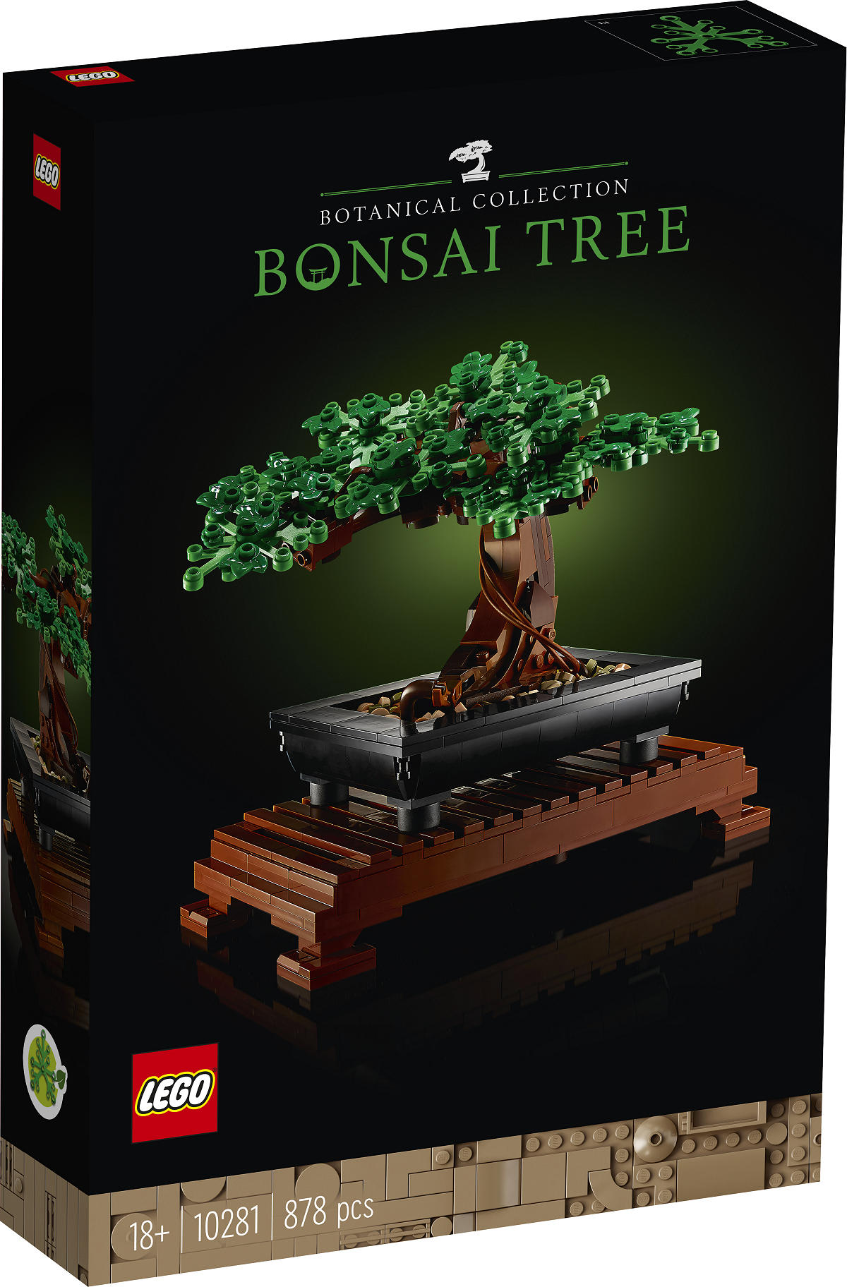 kiribaum bonsai Acer palmatum Katsura bonsai No.1 – Bonsai Lab