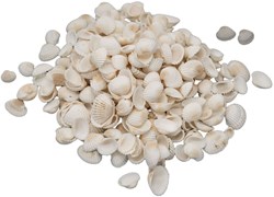 Colorations schelpen knutselpakket 500 gram - creatieve stranddecoratie