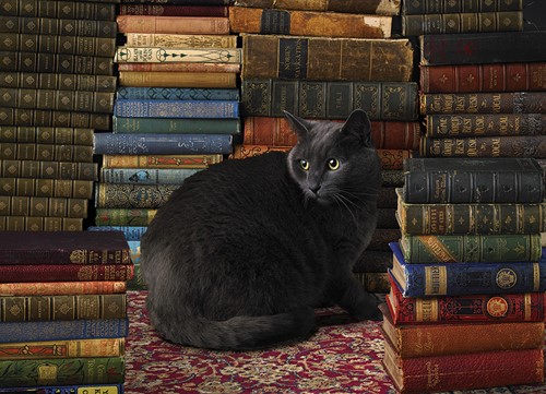 Cobble Hill puzzel Library Cat - 1000 stukjes