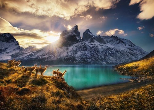 Heye legpuzzel Guanacos 1000 stukjes Alexander von Humboldt