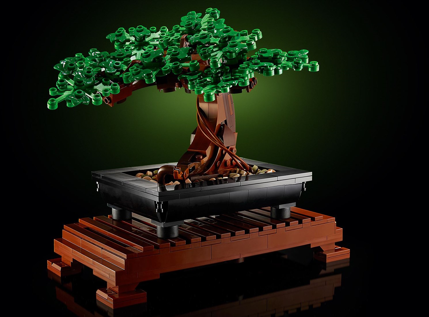 bonsai discord Dwarf Banyan Modern Bonsai