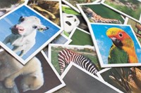 Tactic Babydieren memory spel - educatief kaartspel voor kinderen-2