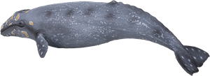 Zeedieren