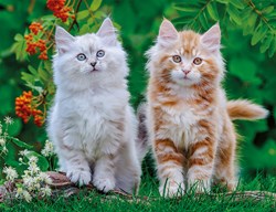 Nathan legpuzzel Siberische Kittens 2000 stukjes puzzel volwassenen