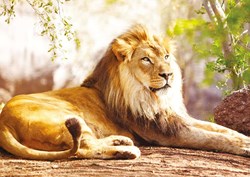 Nathan legpuzzel King of the Savannah 1500 stukjes volwassenen