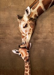 Eurographics puzzel dieren Giraffe moeder en baby - 1000 stukjes karton